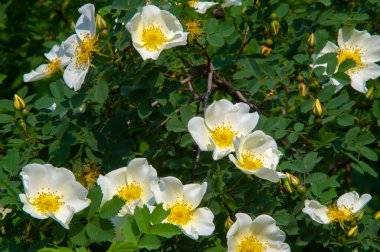 Rosa canina - Çiçekler genellikle büyük ve gösterişlidir, beyazdan sarıya ve kırmızıya. Türlerin çoğu Asya 'ya özgüdür ve Avrupa, Kuzey Amerika ve kuzeybatı Afrika' ya özgüdür..