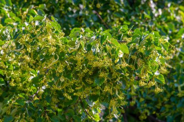 Çiçek açarken haziran - Temmuz aylarında ıhlamur tozu toplanır. Geleneksel tıp soğuk algınlığı, ateş, grip ve bronşit için uzun süre ıhlamur çiçeği kullanmıştır..