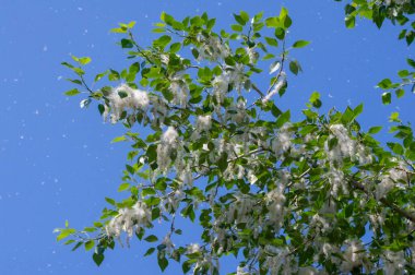 Kavak tüyü kar yığınına dönüşecek. İdeal şehir ağacı, diğer türlerden dört kat daha fazla karbondioksit emilir.