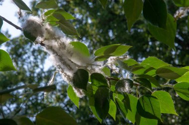 Kavak tüyü kar yığınına dönüşecek. İdeal şehir ağacı, diğer türlerden dört kat daha fazla karbondioksit emilir.