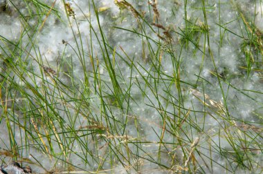 Kavak tüyü kar yığınına dönüşecek. İdeal şehir ağacı, diğer türlerden dört kat daha fazla karbondioksit emilir.