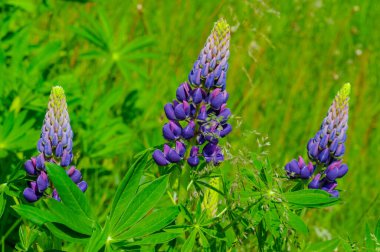 Lupinus, baklagiller (Fabaceae) familyasından bir bitki cinsidir. Amerika 'daki çeşitlilik merkezleriyle. Geniş bir besin kaynağı olarak yetiştirilmişlerdir..