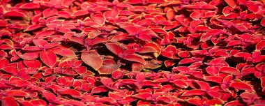 Doku, arkaplan, desen, çiçek yataklarındaki kırmızı çimen, koleus - süs bitkisi olarak yetişir, bahçe bitkileri kadar popülerdir çünkü parlak renkli yaprakları vardır..