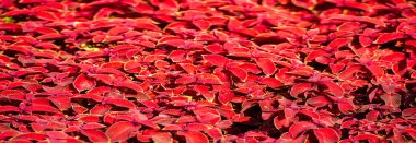 Doku, arkaplan, desen, çiçek yataklarındaki kırmızı çimen, koleus - süs bitkisi olarak yetişir, bahçe bitkileri kadar popülerdir çünkü parlak renkli yaprakları vardır..