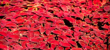 Doku, arkaplan, desen, çiçek yataklarındaki kırmızı çimen, koleus - süs bitkisi olarak yetişir, bahçe bitkileri kadar popülerdir çünkü parlak renkli yaprakları vardır..