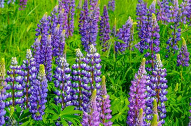 Lupinus, baklagiller (Fabaceae) familyasından bir bitki cinsidir. Amerika 'daki çeşitlilik merkezleriyle. Geniş bir besin kaynağı olarak yetiştirilmişlerdir..