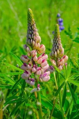 Lupinus, baklagiller (Fabaceae) familyasından bir bitki cinsidir. Amerika 'daki çeşitlilik merkezleriyle. Geniş bir besin kaynağı olarak yetiştirilmişlerdir..