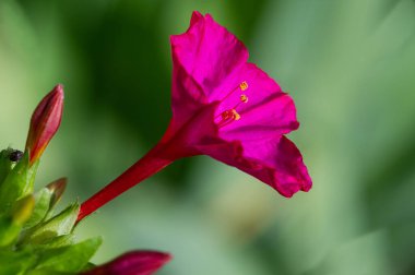 Mirabilis Jalapa, Peru 'nun mucizesi ya da dört saatlik bir çiçek, Latince harikulade, ve Jalapa - Meksika' nın Veracruz eyaletinin başkenti. Aztekler tarafından tıbbi amaçlar için yetiştirildi.