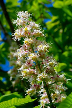 Aesculus, Buckeye ve at kestanesi adı verilen türlerle, sabunüzümü ve lychee familyasından 1319 çiçek açan bitki türü, Sapindaceae. 