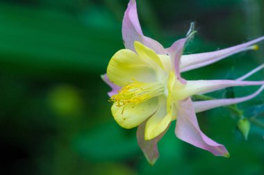 Aquilegia yaygın isimleri: büyükannenin şapkası, kolumbini, ormanlık arazisi ve Kuzey Yarımküre 'deki daha yüksek irtifada, çiçeklerinin yapraklarıyla tanınır..