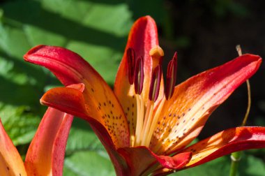 Lilium üyeleri gerçek zambaklar, büyük, belirgin çiçekleri olan, ampullerden büyüyen bir bitki cinsidir. Zambaklar önemli bir çiçek açan bitkidir.