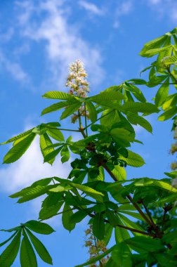 Aesculus, Buckeye ve at kestanesi adı verilen türlerle, sabunüzümü ve lychee familyasından 1319 çiçek açan bitki türü, Sapindaceae. 