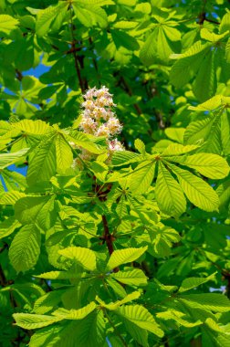 Aesculus, Buckeye ve at kestanesi adı verilen türlerle, sabunüzümü ve lychee familyasından 1319 çiçek açan bitki türü, Sapindaceae. 