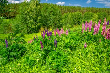 Yaz manzarası, kırsal alan, çimenlerin ve ağaçların canlı yeşilliği, beyaz bulutlu mavi gökyüzü, lupin ya da lupin olarak bilinen Lupinus, harika yaz havası.