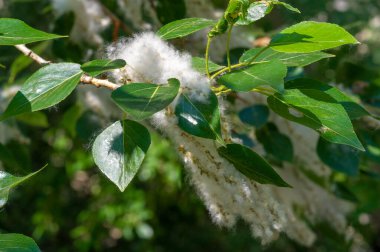 Kavak tüyü kar yığınına dönüşecek. İdeal şehir ağacı, diğer türlerden dört kat daha fazla karbondioksit emilir.