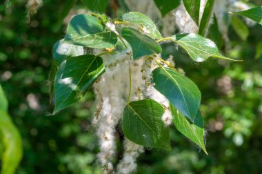 Kavak tüyü kar yığınına dönüşecek. İdeal şehir ağacı, diğer türlerden dört kat daha fazla karbondioksit emilir.