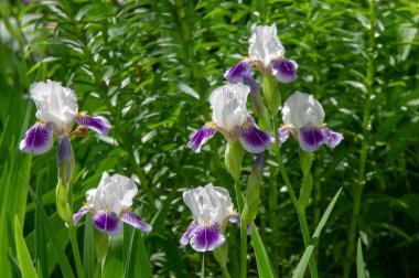Iris 'in hak ettiği kadar popüler, narin taç yaprakları, mayıs ve haziran aylarında yaprakları muhteşem kokulu çiçekleri ve kılıç şeklinde gri-yeşil yaprakların hayranları var.. 