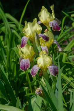 Iris 'in hak ettiği kadar popüler, narin taç yaprakları, mayıs ve haziran aylarında yaprakları muhteşem kokulu çiçekleri ve kılıç şeklinde gri-yeşil yaprakların hayranları var.. 