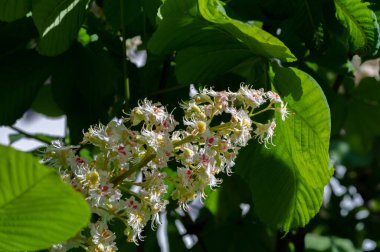 Aesculus, Buckeye ve at kestanesi adı verilen türlerle, sabunüzümü ve lychee familyasından 1319 çiçek açan bitki türü, Sapindaceae. 