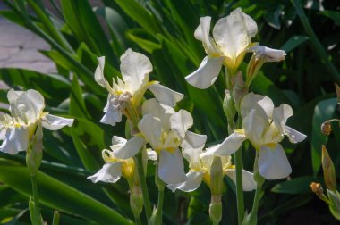 Iris 'in hak ettiği kadar popüler, narin taç yaprakları, mayıs ve haziran aylarında yaprakları muhteşem kokulu çiçekleri ve kılıç şeklinde gri-yeşil yaprakların hayranları var.. 