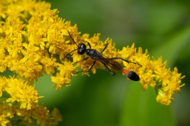 Solidago, genellikle altın çubuk olarak adlandırılır, bunların çoğu otlaklar, çayırlar ve savanalar gibi açık alanlarda bulunan otçul uzun ömürlü türlerdir. Çoğunlukla Kuzey Amerika 'dan geliyorlar, Meksika da dahil.