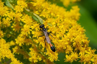 Solidago, genellikle altın çubuk olarak adlandırılır, bunların çoğu otlaklar, çayırlar ve savanalar gibi açık alanlarda bulunan otçul uzun ömürlü türlerdir. Çoğunlukla Kuzey Amerika 'dan geliyorlar, Meksika da dahil.