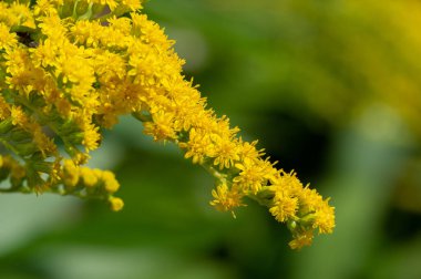 Solidago, genellikle altın çubuk olarak adlandırılır, bunların çoğu otlaklar, çayırlar ve savanalar gibi açık alanlarda bulunan otçul uzun ömürlü türlerdir. Çoğunlukla Kuzey Amerika 'dan geliyorlar, Meksika da dahil.