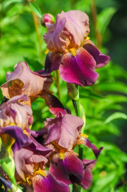 Iris 'in hak ettiği kadar popüler, narin taç yaprakları, mayıs ve haziran aylarında yaprakları muhteşem kokulu çiçekleri ve kılıç şeklinde gri-yeşil yaprakların hayranları var.. 