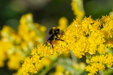 Solidago, genellikle altın çubuk olarak adlandırılır, bunların çoğu otlaklar, çayırlar ve savanalar gibi açık alanlarda bulunan otçul uzun ömürlü türlerdir. Çoğunlukla Kuzey Amerika 'dan geliyorlar, Meksika da dahil.