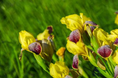Iris 'in hak ettiği kadar popüler, narin taç yaprakları, mayıs ve haziran aylarında yaprakları muhteşem kokulu çiçekleri ve kılıç şeklinde gri-yeşil yaprakların hayranları var.. 