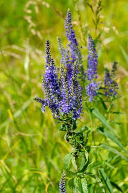 Yaz fotoğrafı. sel ovaları