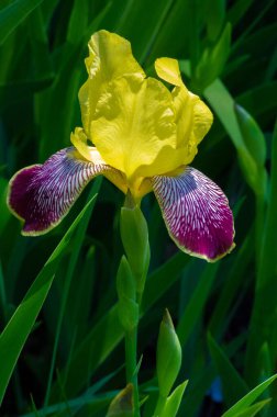 Iris 'in hak ettiği kadar popüler, narin taç yaprakları, mayıs ve haziran aylarında yaprakları muhteşem kokulu çiçekleri ve kılıç şeklinde gri-yeşil yaprakların hayranları var.. 