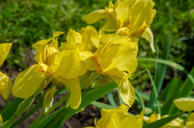 Iris 'in hak ettiği kadar popüler, narin taç yaprakları, mayıs ve haziran aylarında yaprakları muhteşem kokulu çiçekleri ve kılıç şeklinde gri-yeşil yaprakların hayranları var.. 