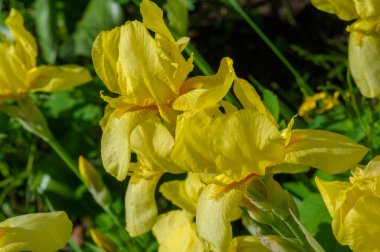 Iris 'in hak ettiği kadar popüler, narin taç yaprakları, mayıs ve haziran aylarında yaprakları muhteşem kokulu çiçekleri ve kılıç şeklinde gri-yeşil yaprakların hayranları var.. 