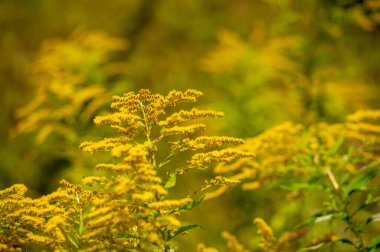 Solidago, genellikle altın çubuk olarak adlandırılır, bunların çoğu otlaklar, çayırlar ve savanalar gibi açık alanlarda bulunan otçul uzun ömürlü türlerdir. Çoğunlukla Kuzey Amerika 'dan geliyorlar, Meksika da dahil.