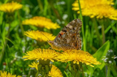 Taraxum karahindiba, tıbbi bir bitki olarak kullanılır. Rüzgarın yönüne doğru giden gümüşi ibikli meyve topları. Bu toplara hem İngiliz hem de Amerikan İngilizcesinde 