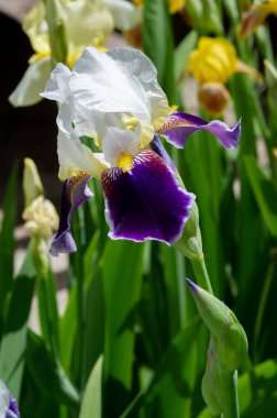 Iris 'in hak ettiği kadar popüler, narin taç yaprakları, mayıs ve haziran aylarında yaprakları muhteşem kokulu çiçekleri ve kılıç şeklinde gri-yeşil yaprakların hayranları var.. 