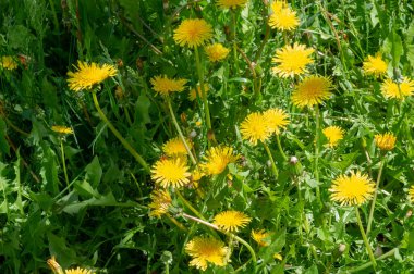 Taraxum karahindiba, tıbbi bir bitki olarak kullanılır. Rüzgarın yönüne doğru giden gümüşi ibikli meyve topları. Bu toplara hem İngiliz hem de Amerikan İngilizcesinde 