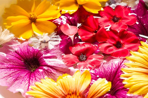 Feld Und Wiesenblumen Abgerissen Wasser Fotografiert Leuchtende Farben Abtrünniger Blütenblätter — Stockfoto