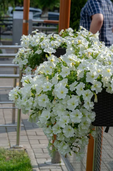 Petunia Eteläamerikkalaista Syntyperää Suosittu Kukka Samanniminen Tuli Ranskan — kuvapankkivalokuva