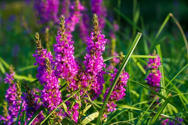 Orchis Genus Orchid Family Occurring Mainly Europe Northwest Africa Ranging — Stock Photo, Image