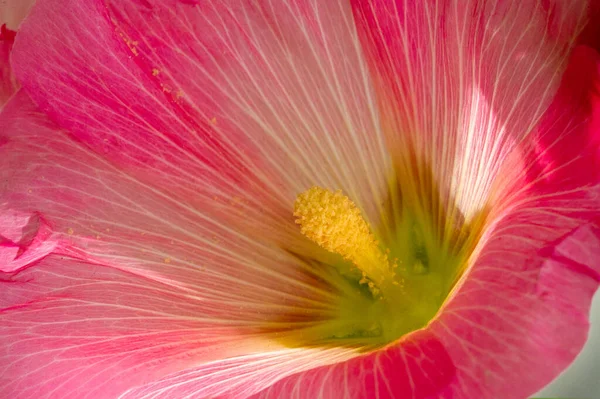 Malva Flor Comestible Forma Hortalizas Hoja — Foto de Stock