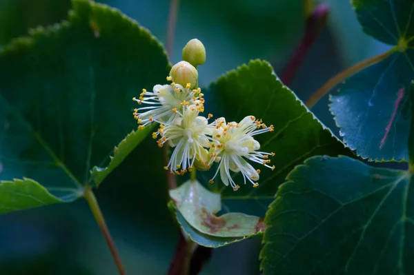 Linden Bloemen Heerlijk Geurende Linden Bomen Parfumeren Lucht Vroege Zomer — Stockfoto