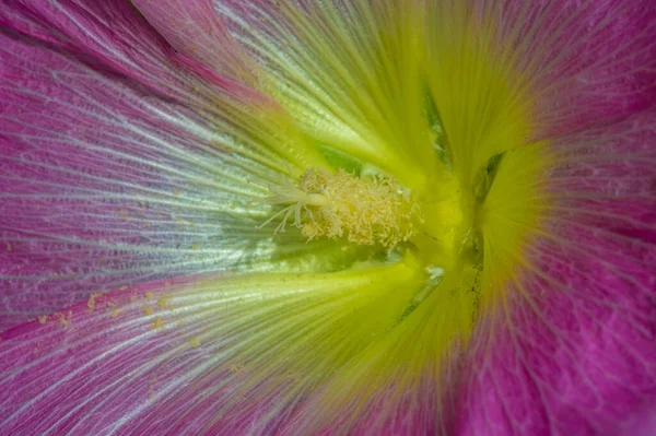 Mauve Fleur Comestible Sous Forme Légumes Feuilles — Photo