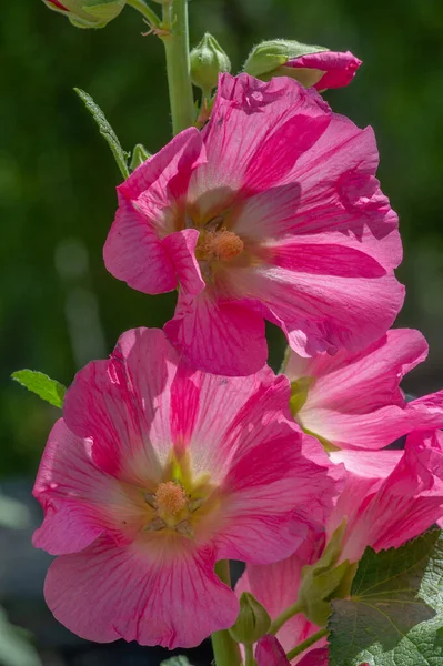 Malva Flor Comestível Sob Forma Vegetais Folhosos — Fotografia de Stock