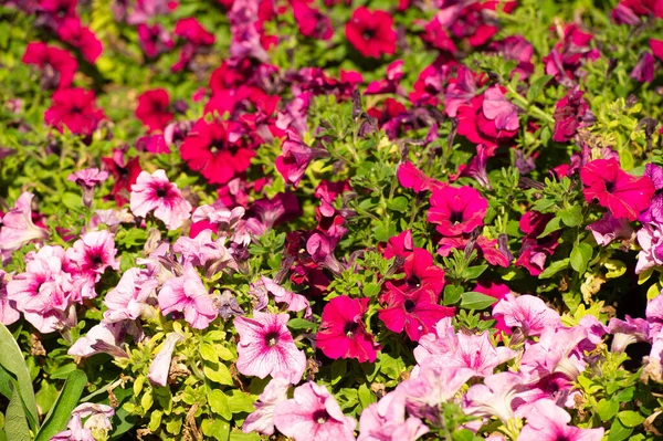 Petunia South American Descent Popular Flower Same Name Came French — Stock Photo, Image
