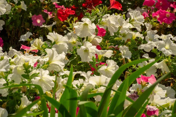 Petunia South American Descent Popular Flower Same Name Came French — Stock Photo, Image