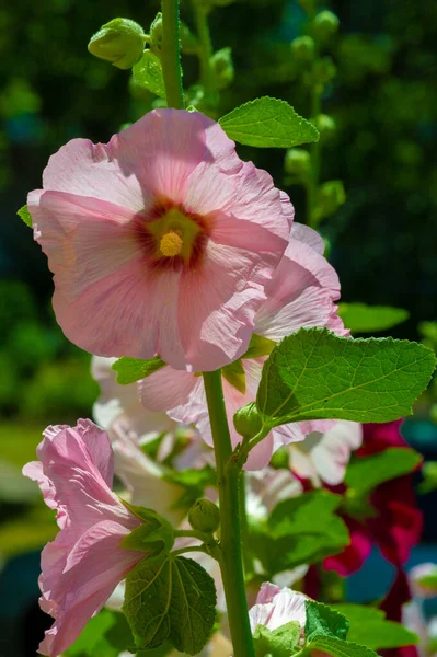 Mallow - edible flower in the form of leafy vegetables.