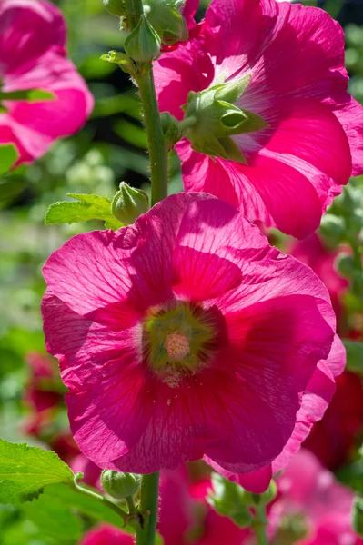 Malva Flor Comestível Sob Forma Vegetais Folhosos — Fotografia de Stock