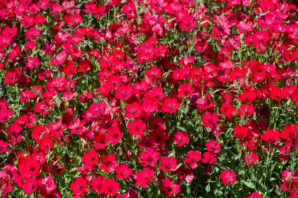 Linum Grandiflorum Lin Rouge Lin Écarlate Framboise Vient Algérie Grandiflorum — Photo